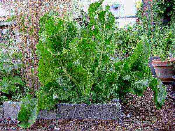 Horseradish garden fenced with stone