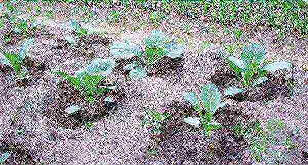 To prevent disease, sprouts are sprinkled with wood ash