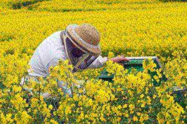 Ang isang beekeeper sa isang rapeseed na patlang ay magbubukas ng isang pugad