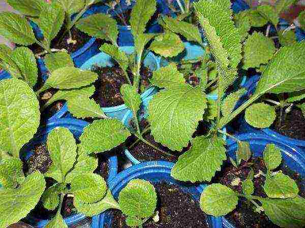 Growing and caring for seedlings