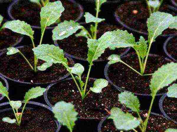 Grown up ornamental cabbage seedlings