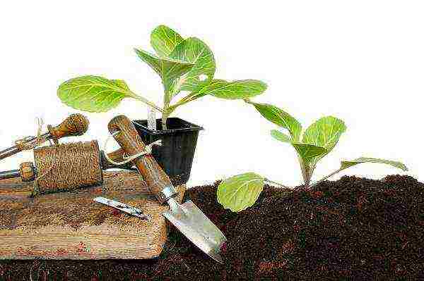 The timing of planting vegetable crops for seedlings