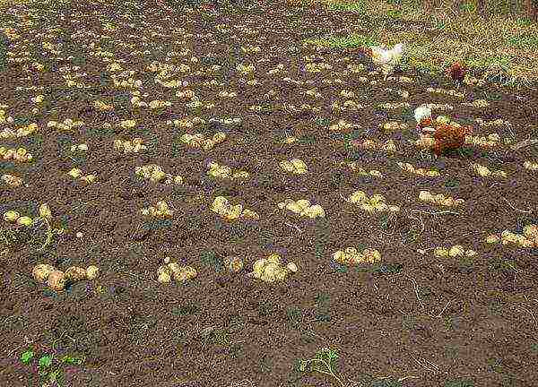 Different ways of planting potatoes