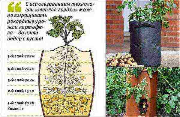 Different ways of planting potatoes