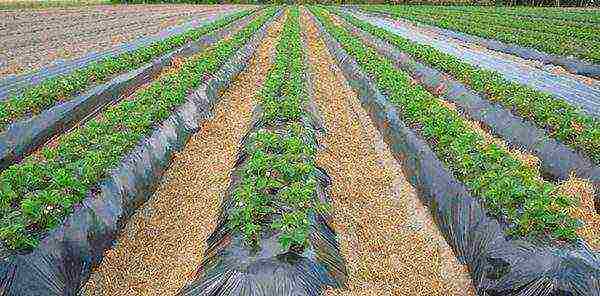 Different ways of planting potatoes