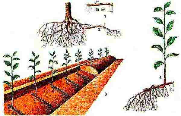 Propagation by green cuttings