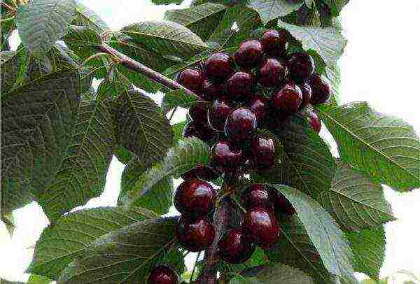 Cherry variety Revna