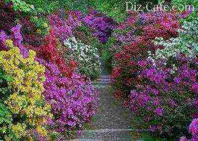 rhododendron planting and care in the open field in the krasnodar region