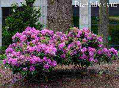 pagtatanim at pag-aalaga ng rhododendron sa bukas na bukid sa rehiyon ng krasnodar