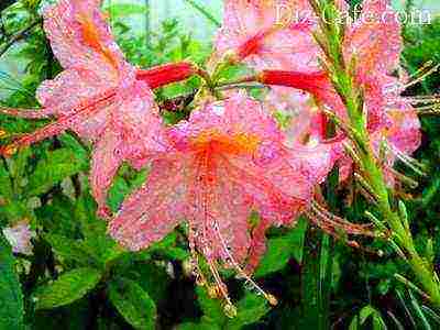 rhododendron planting and care in the open field in the krasnodar region