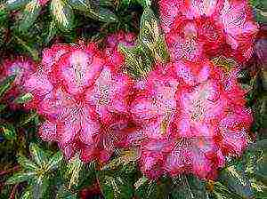 rhododendron planting and care in the open field in the krasnodar region