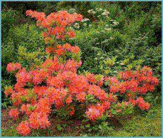 pagtatanim at pag-aalaga ng rhododendron sa bukas na bukid sa rehiyon ng krasnodar