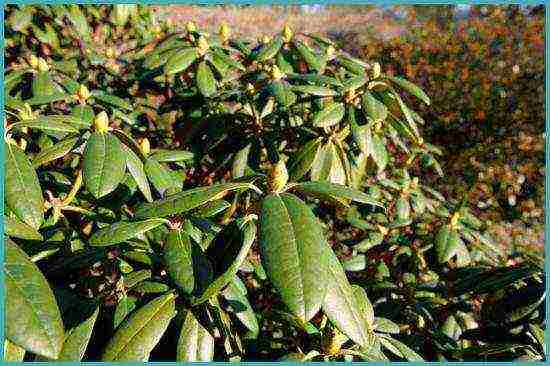 pagtatanim at pag-aalaga ng rhododendron sa bukas na bukid sa rehiyon ng krasnodar