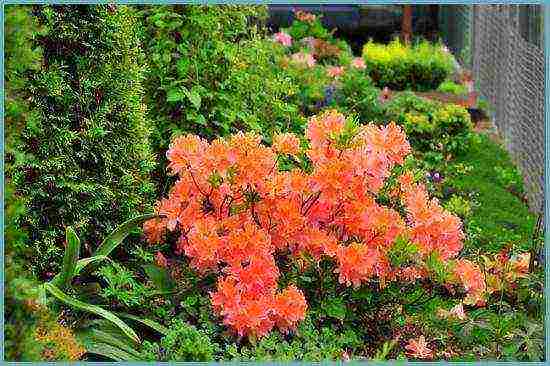 rhododendron planting and care in the open field in the krasnodar region