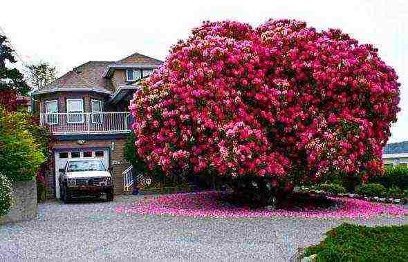 pagtatanim at pag-aalaga ng rhododendron sa bukas na bukid sa rehiyon ng krasnodar