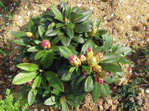 pagtatanim at pag-aalaga ng rhododendron sa bukas na bukid sa rehiyon ng krasnodar