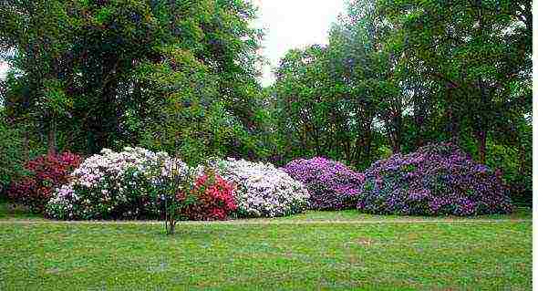 rhododendron planting and care in the open field in the krasnodar region