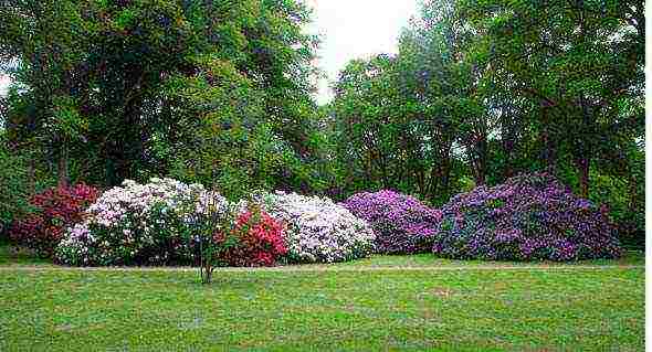 pagtatanim at pag-aalaga ng rhododendron sa bukas na bukid sa rehiyon ng krasnodar