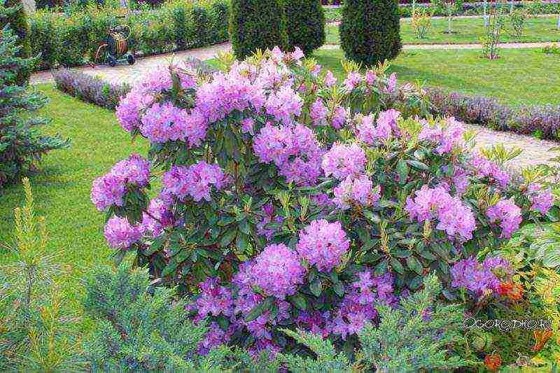 rhododendron planting and care in the open field in the krasnodar region