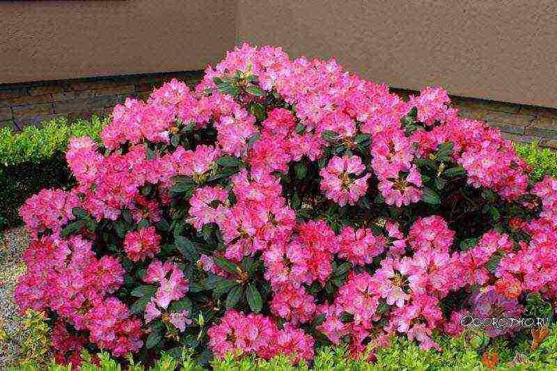 rhododendron planting and care in the open field in the krasnodar region