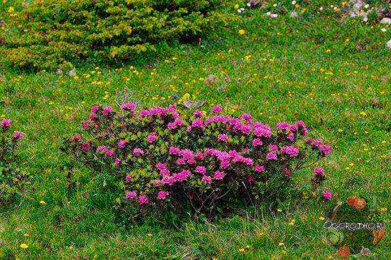 pagtatanim at pag-aalaga ng rhododendron sa bukas na bukid sa rehiyon ng krasnodar