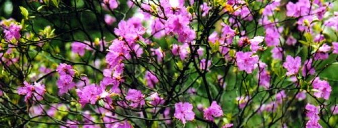 rhododendron planting and care in the open field in the krasnodar region