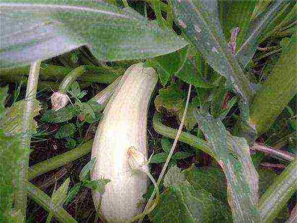 Description and characteristics of the variety of courgettes roller