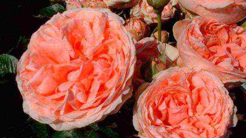 rose floribunda care and planting and care in the open field