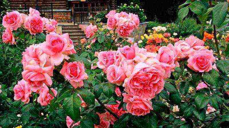 rose floribunda care and planting and care in the open field