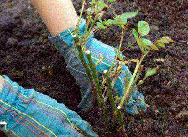 rose floribunda care and planting and care in the open field