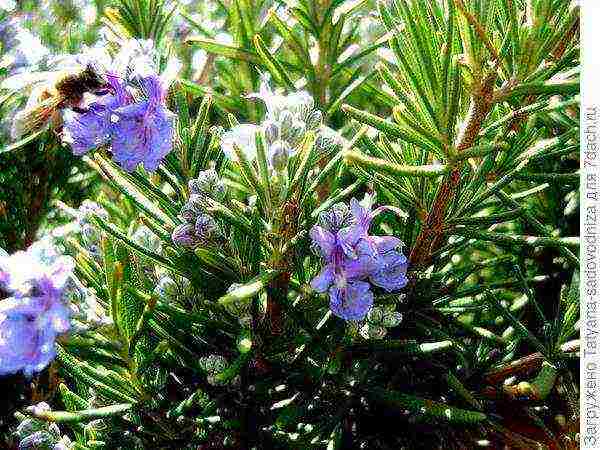 rosemary planting and care outdoors in the middle lane