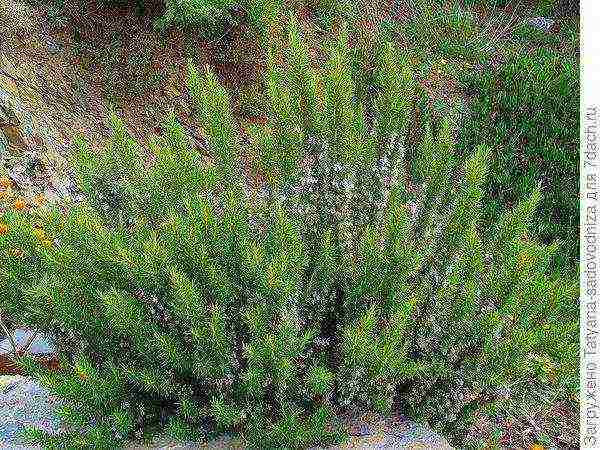 rosemary planting and care outdoors in the middle lane