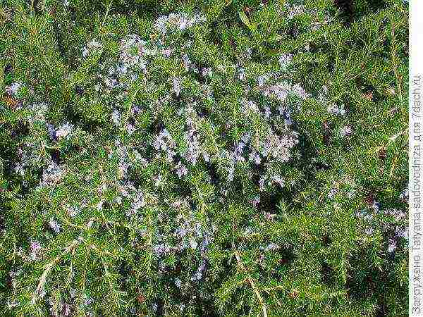 rosemary planting and care outdoors in the middle lane