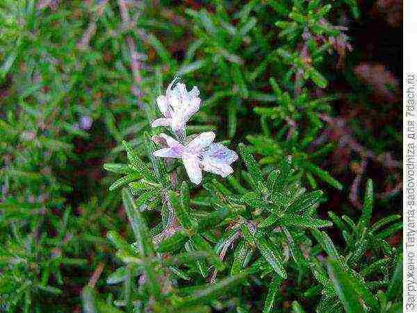 rosemary planting and care outdoors in the middle lane