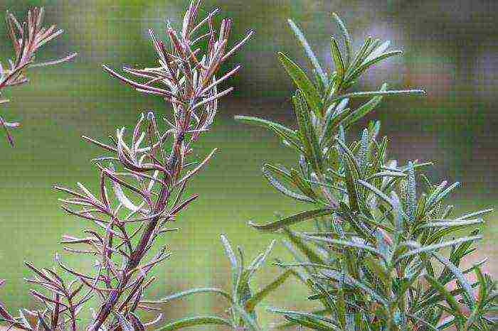 rosemary planting and care outdoors in the middle lane