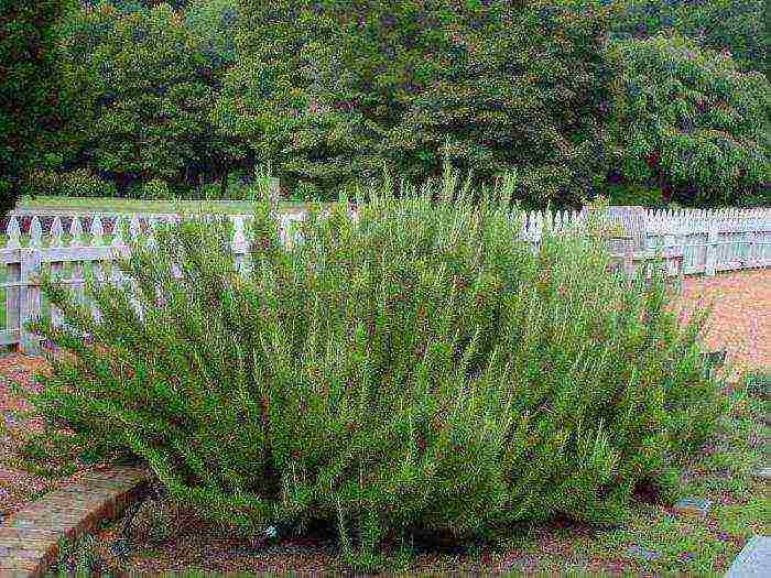 rosemary planting and care outdoors in the middle lane