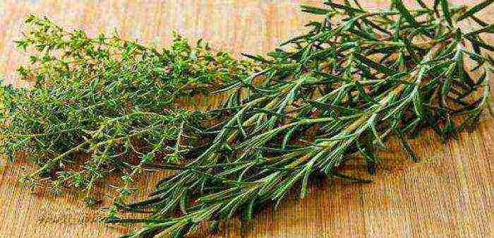 rosemary planting and care outdoors in the middle lane