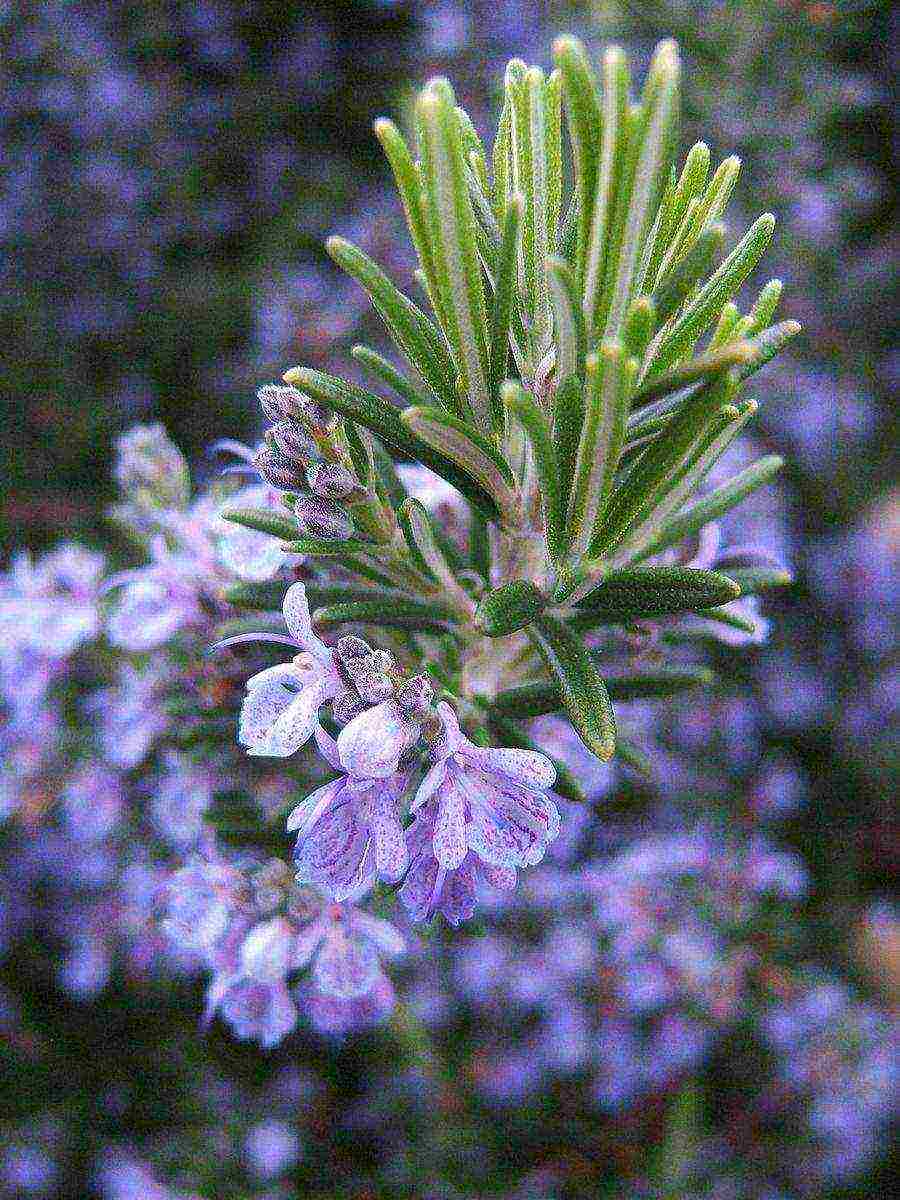 rosemary planting and care outdoors in the middle lane