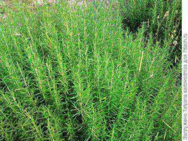 rosemary planting and care outdoors in the middle lane