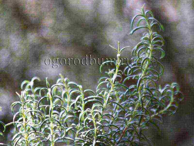 rosemary planting and care outdoors in the middle lane