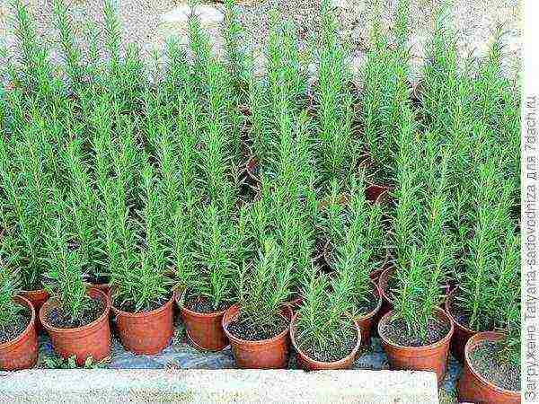 rosemary planting and care outdoors in the middle lane