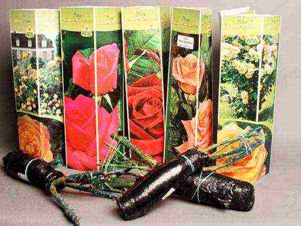 roses with an open root system how to keep before planting