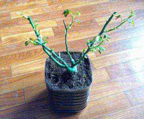 roses with an open root system how to keep before planting