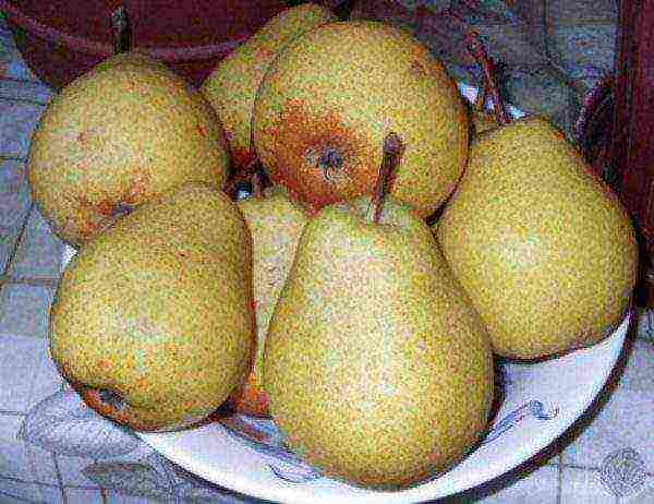 Store pears, stacked in layers and covered with paper, in wooden boxes