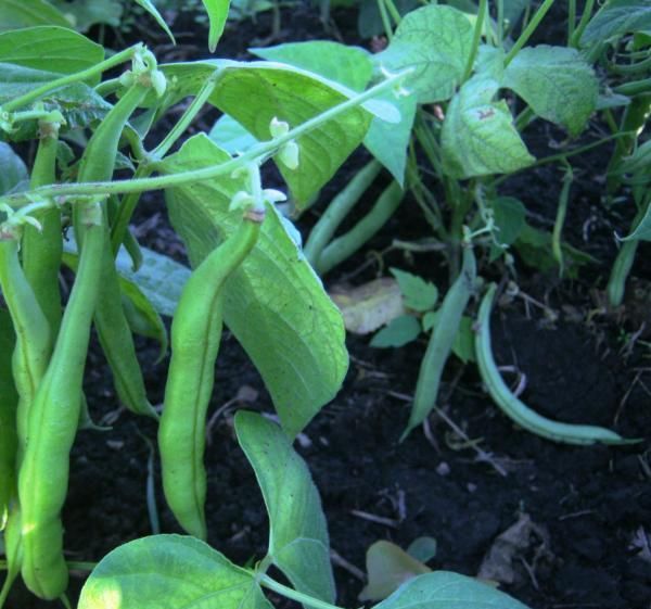 Pagkatapos ng mga beans ng Saxon, maaari kang magtanim ng pinaka-mabilis na mga gulay sa lugar na ito.