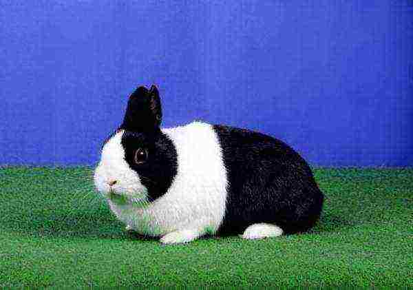 Dutch dwarf rabbit