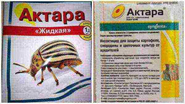 To prevent the appearance of pests, you can use Aktara