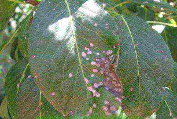 Pear leaves are affected by septoria or white spot