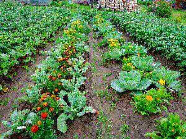 Vegetable beds