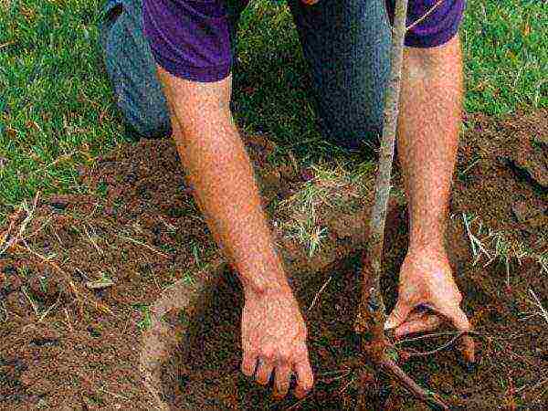 After planting, you need to trample the ground and pour 2-3 buckets of water